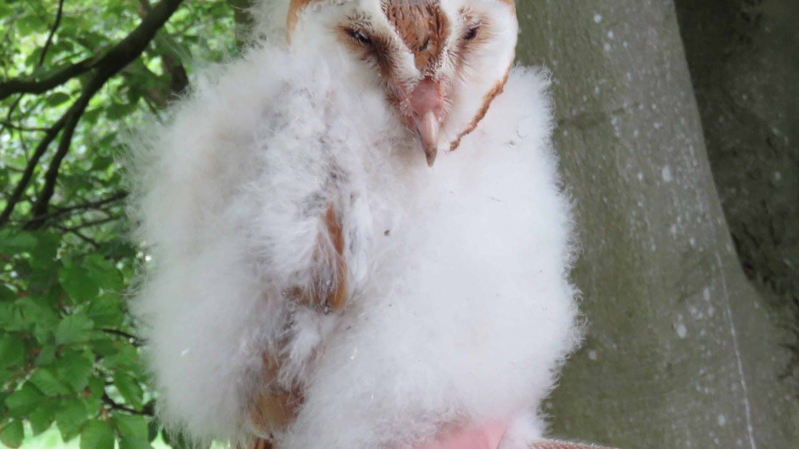 A barn owl chick in white down being held gently for measurement by a licensed handler.