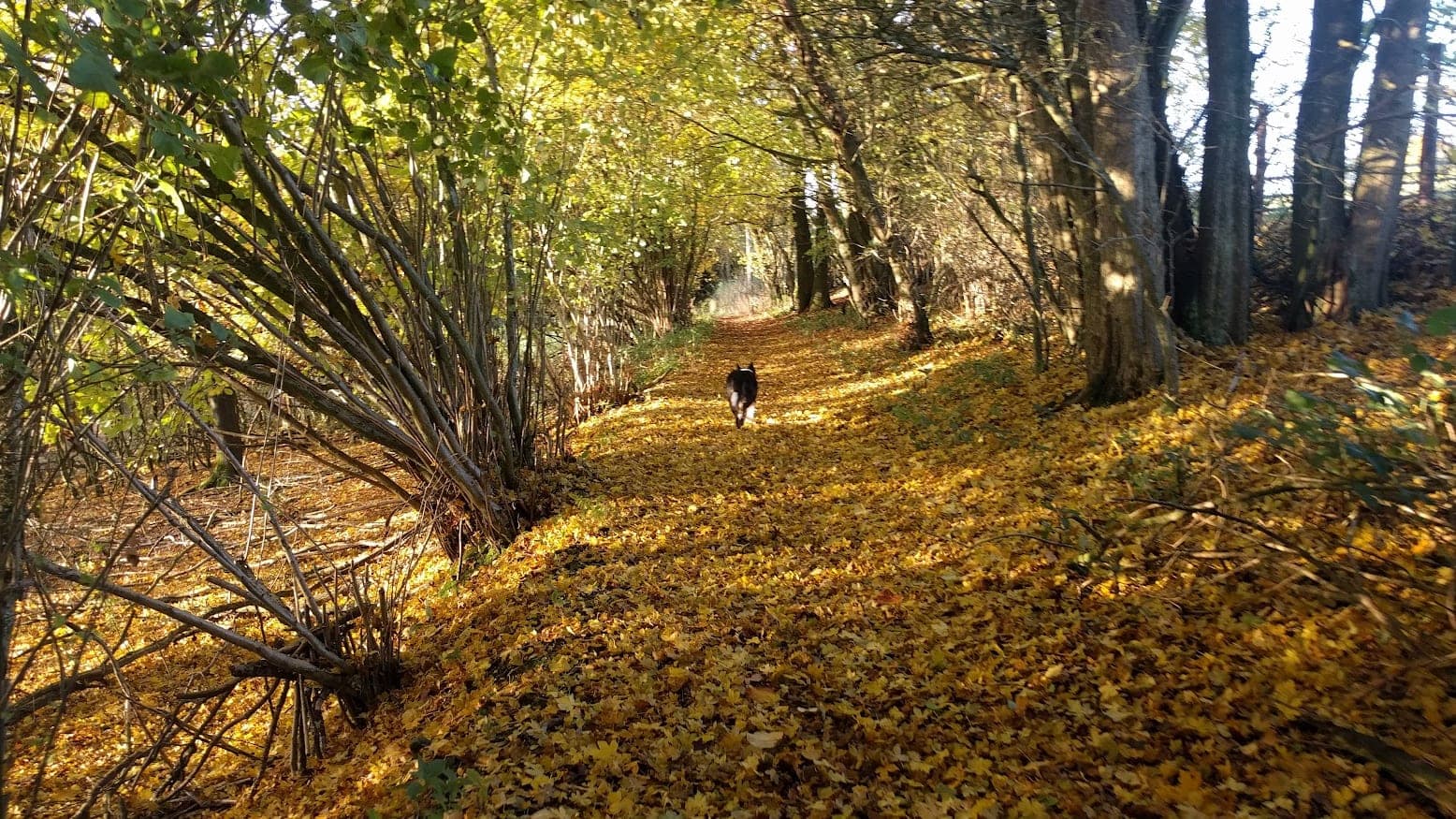 A collie running away down a woodland ride carpeted in golden autumn leaves, with coppiced hazel on one side and mature beech on the other.